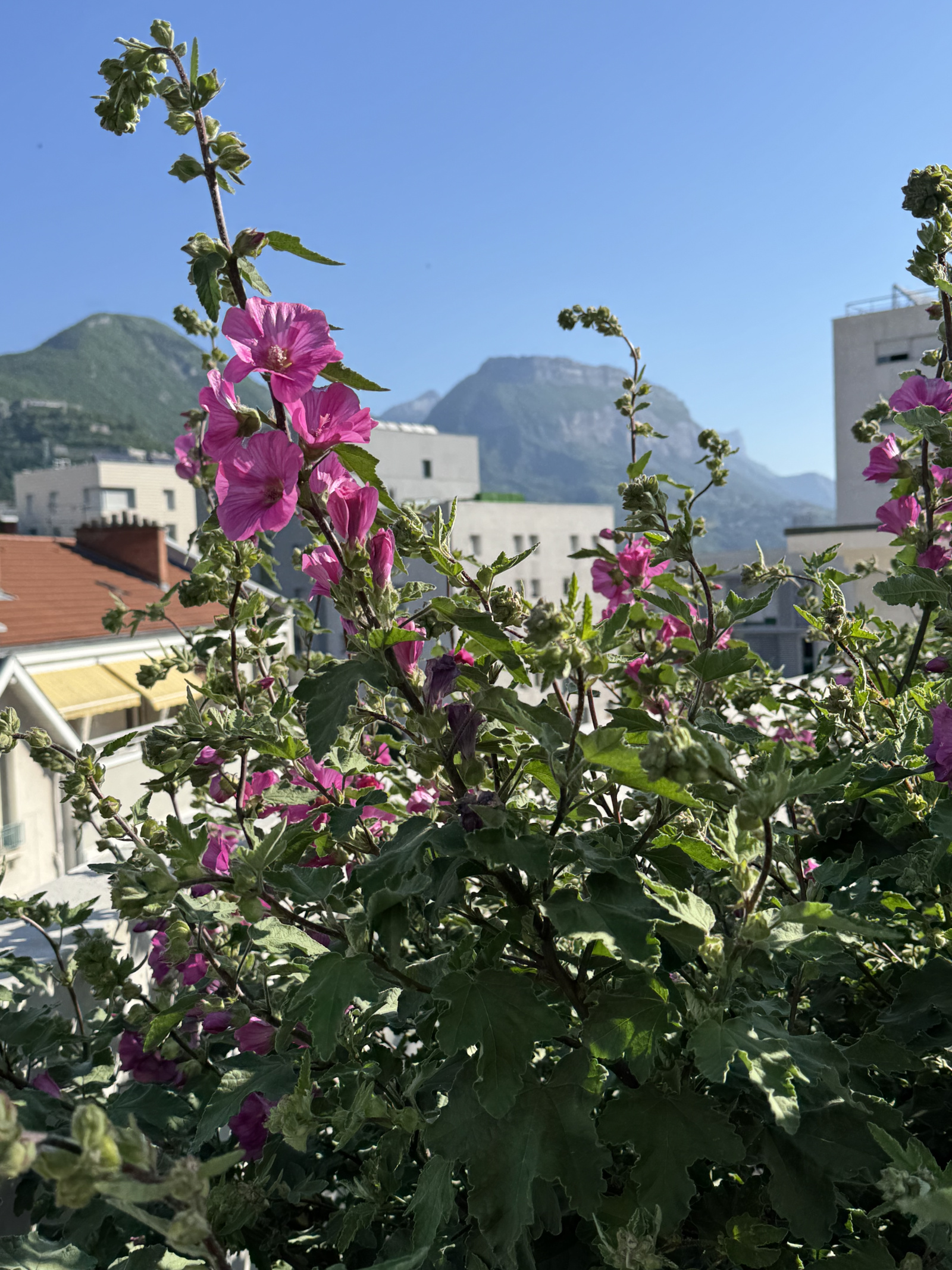 Image_12, Appartement, Grenoble, ref :0168